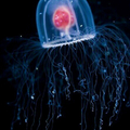 JellyFishJelly