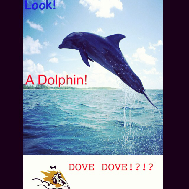 A dolphin! - meme