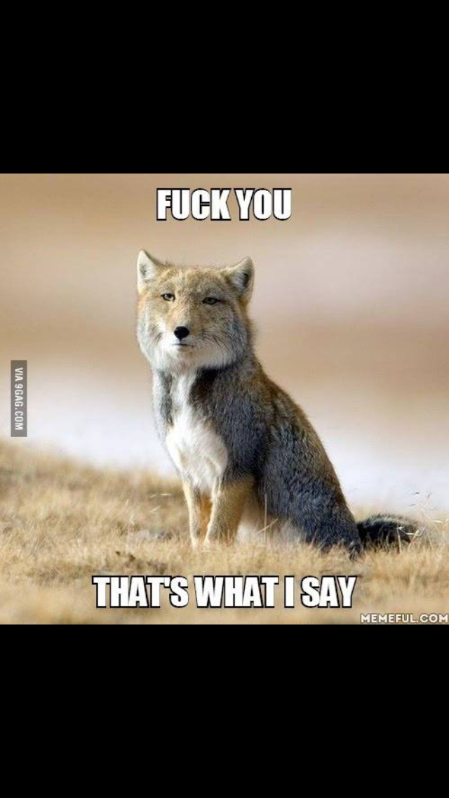 What does the fox say? - meme