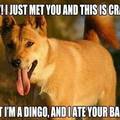 dingos ate my baby