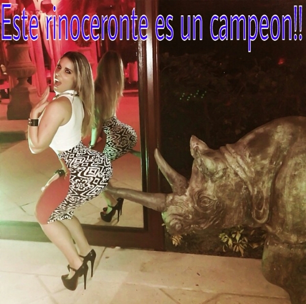 Rinoceronte campeon - meme