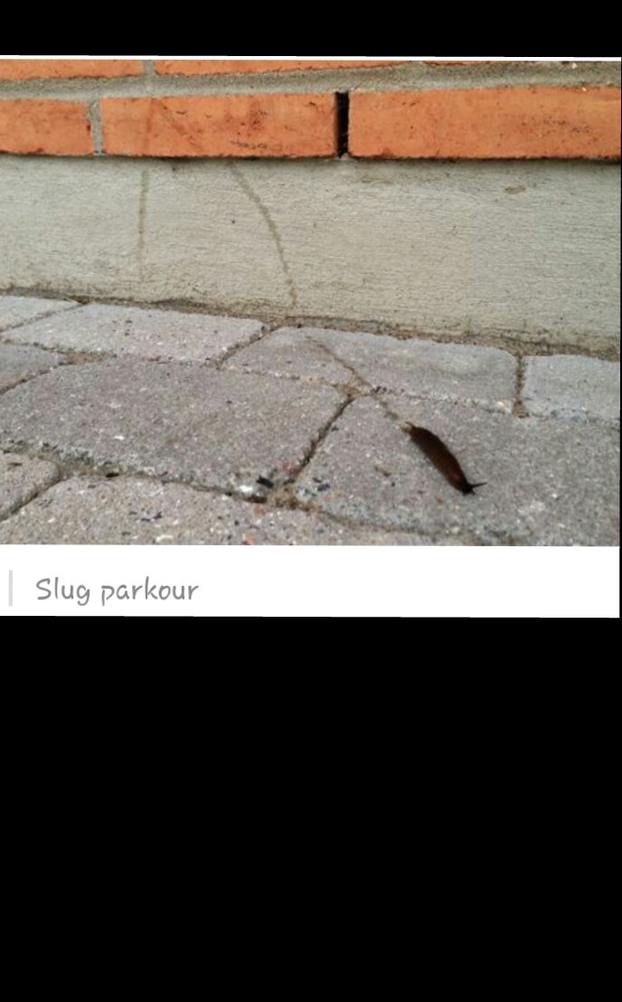slug parkour - meme