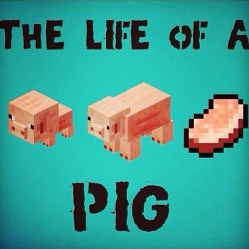 La vida de un cerdo xD - meme