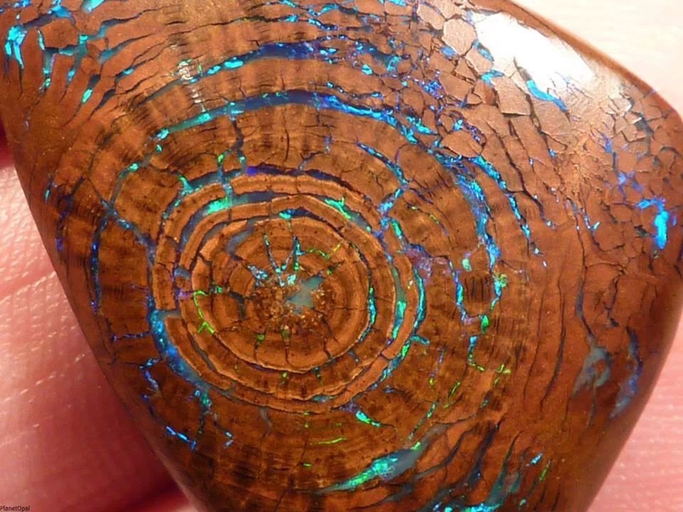 This is opal in a fossilized tree. - meme