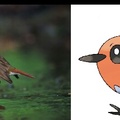 FLETCHING IS BASED ON A JAPANESE BIRD