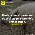 cochon-mouton= coton-mouchon x)