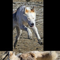 commented item thumbnail