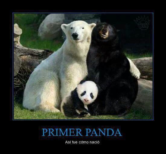 pandas - Meme by crillo.teran :) Memedroid