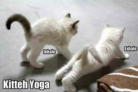 kitty yoga - meme