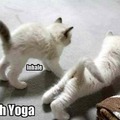kitty yoga