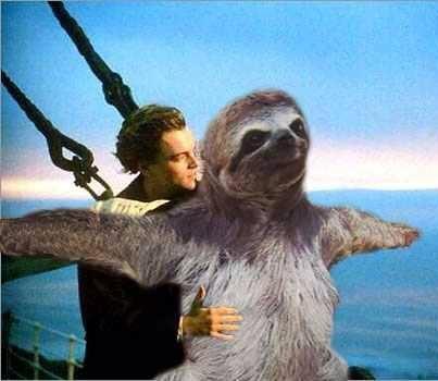 my favorite sloth pic - meme