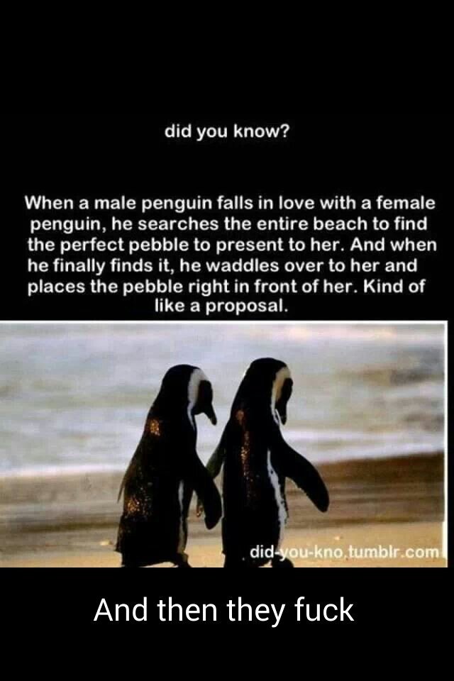 penguin proposal - meme