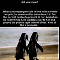 penguin proposal