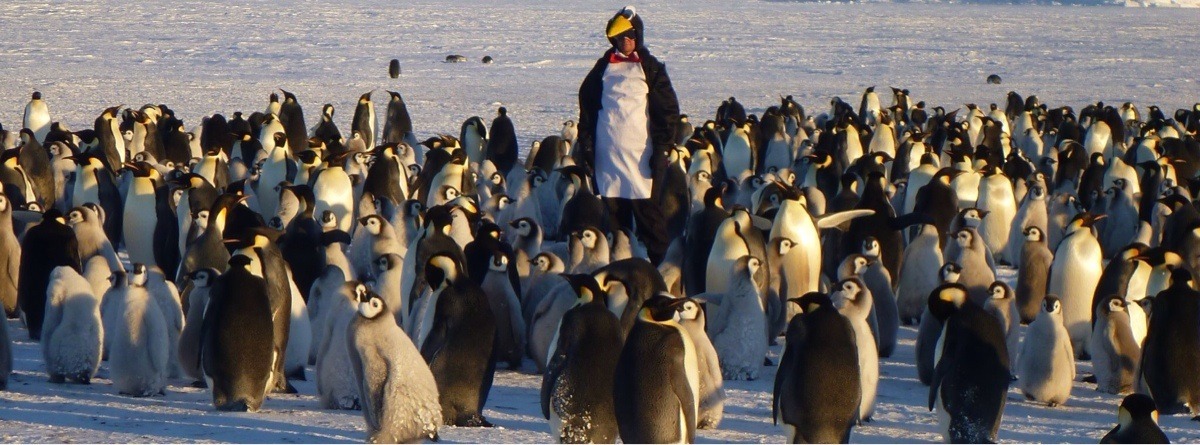 Поднимать пингвинов в антарктиде вакансии. Переворачиватель пингвинов профессия. ПОДНИМАТЕЛЬ пингвинов профессия. Человек среди пингвинов. Пингвины совещание.