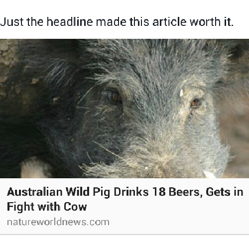 Stupid pig, beer is for humans - meme