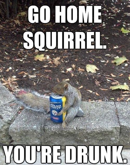Drunk Squirrel - meme