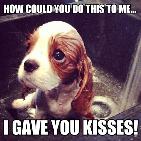get in touch with your awwww today :) - meme