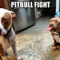 pit bull fight