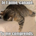 oh moi aussi chat