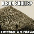 bison skulls