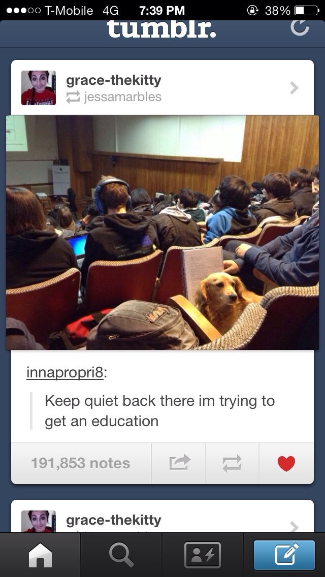 HES HOWLIN FOR AN EDUCATION. Credit- tumblr. - meme