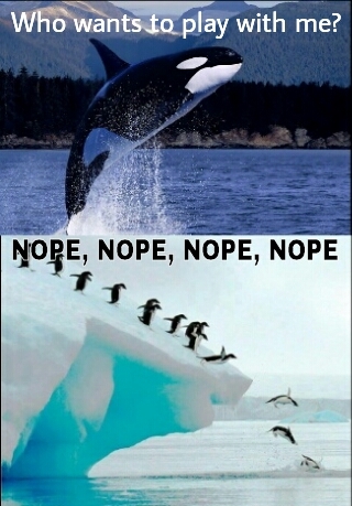 poor killer whale - meme