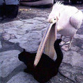 Pelican wants to eat this cat....