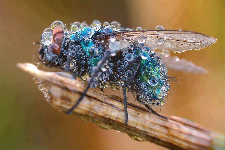 Dew Drops fall on a Fly.! Awesome Click - meme