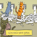 Gimnasio para gatos