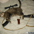 Sniper cats