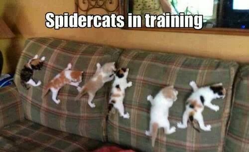 Spider pig spider cat... - meme