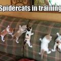 Spider pig spider cat...