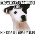 dog logic