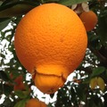 this is how oranges are made