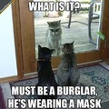 burglar!!!