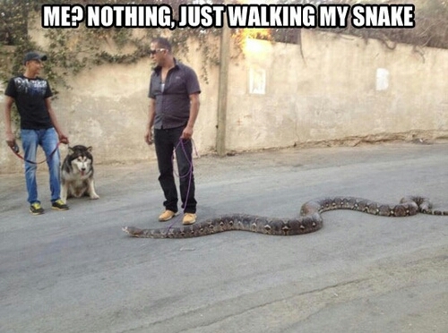 I hate snakes - meme