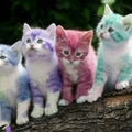 Gatos do arcoíris