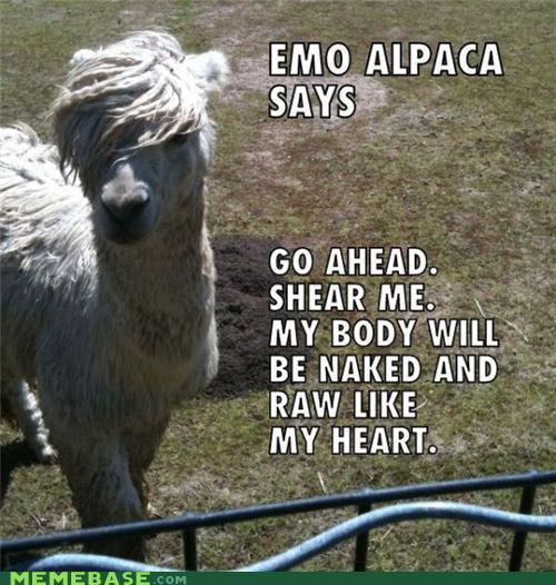 emo alpaca dont give a shit! - meme