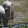 emo alpaca dont give a shit!