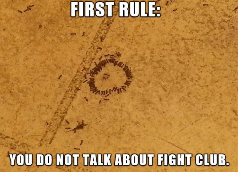 What is this? A fight club for ants? - meme