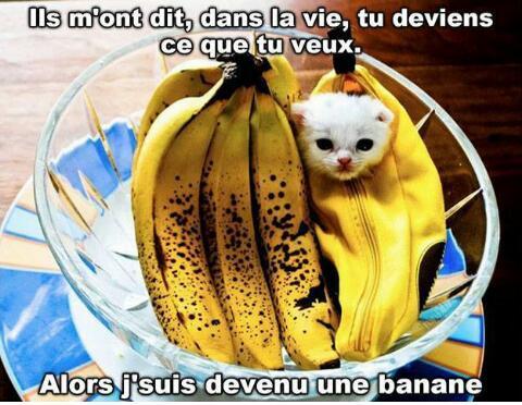 BananaCat *-* - meme