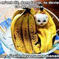 BananaCat *-*