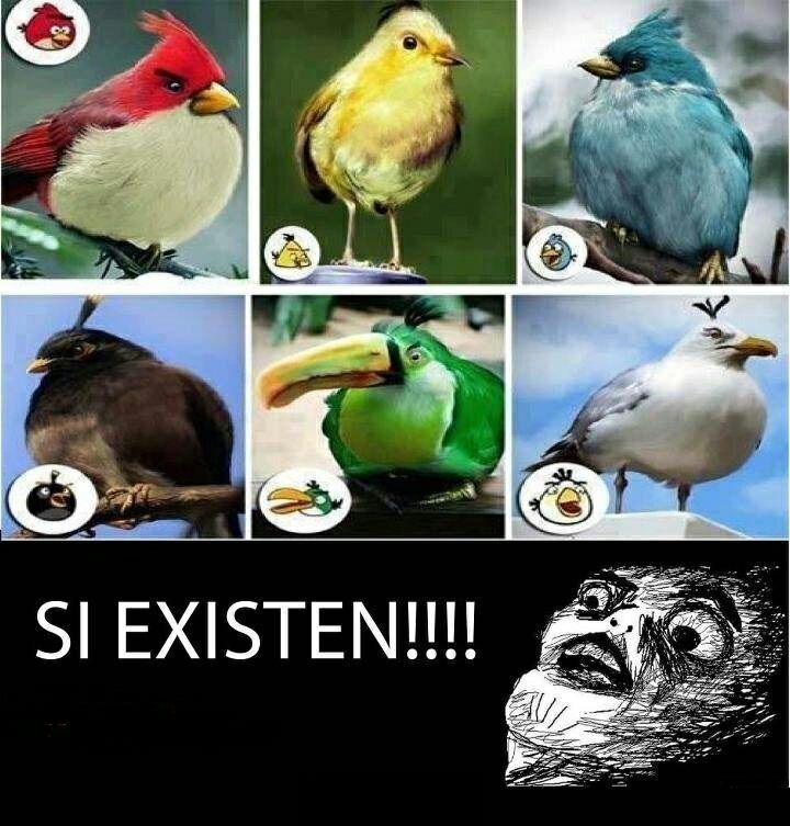 Angry Birds? - Meme by SonicoDark :) Memedroid