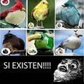 Angry Birds?