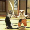 I Gattini Karateki :D