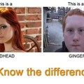 Redhead vs Ginger