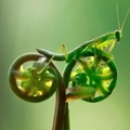 mantis ciclis
