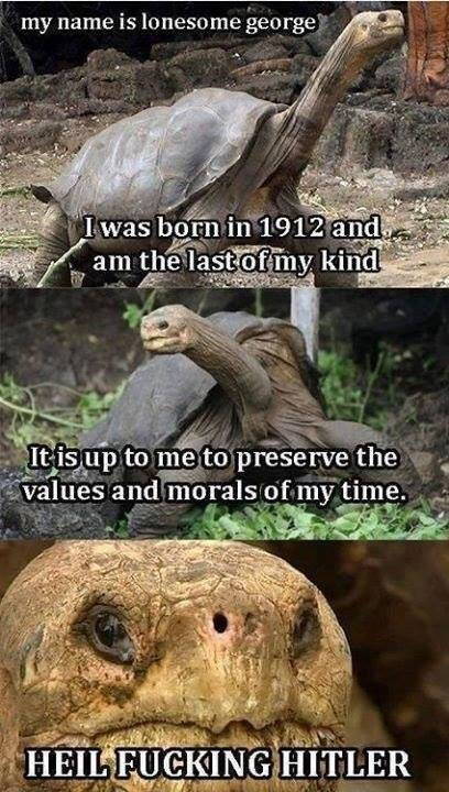 Dat tortoise face - meme