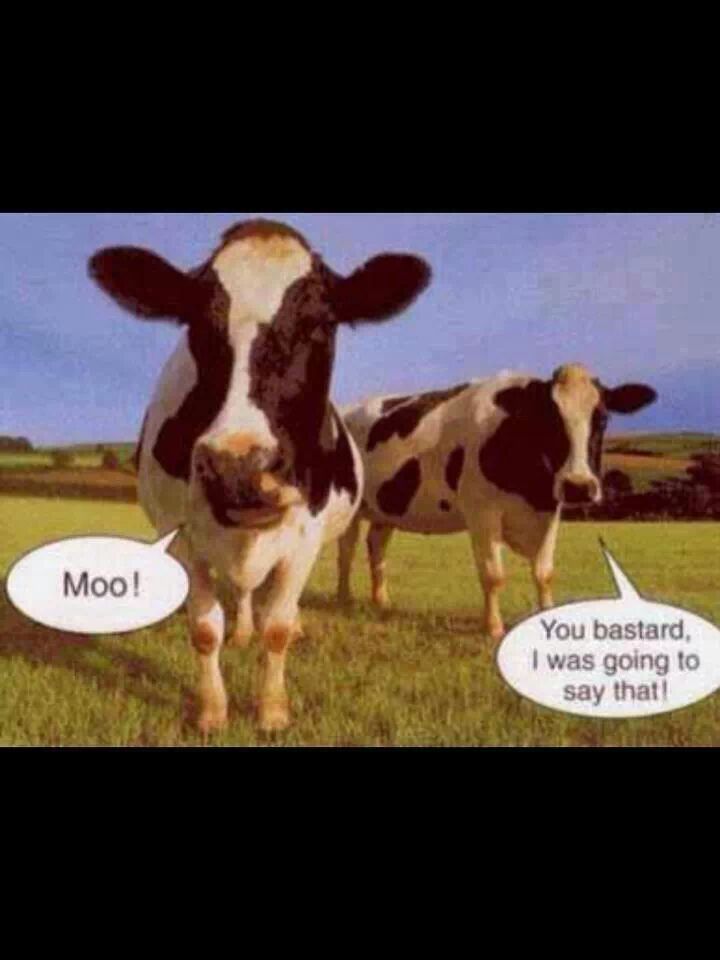 I hate cows - meme