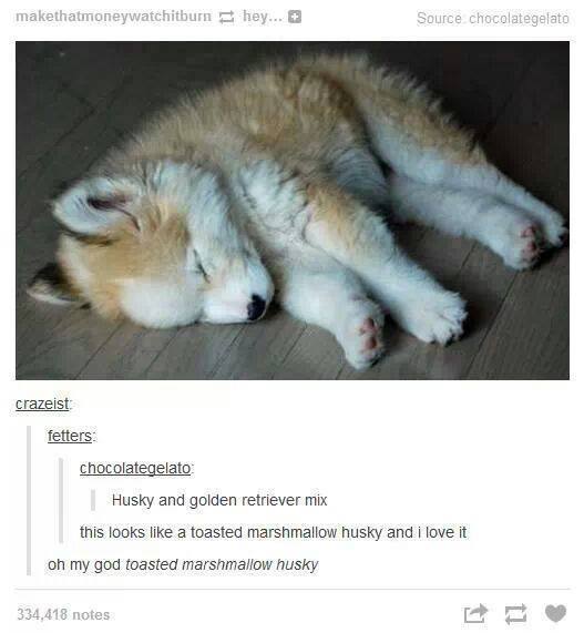 toasted marshmallow huskies, not for smores - meme